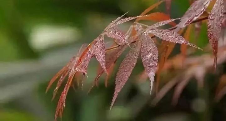 油煙凈化器，油煙凈化設(shè)備，油煙凈化機